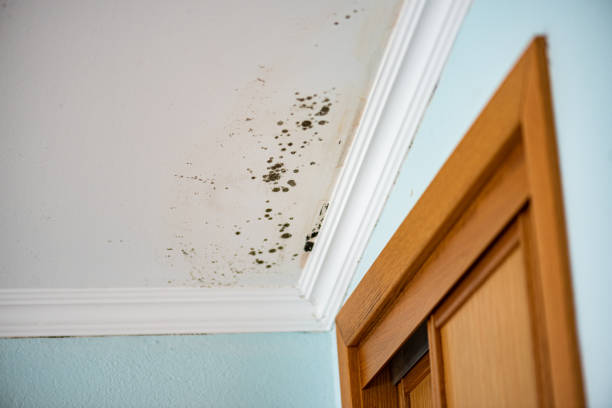 Best Local Mold Removal Service  in Pearl Beach, MI