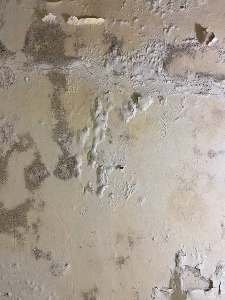 Best Office Mold Removal Services  in Pearl Beach, MI
