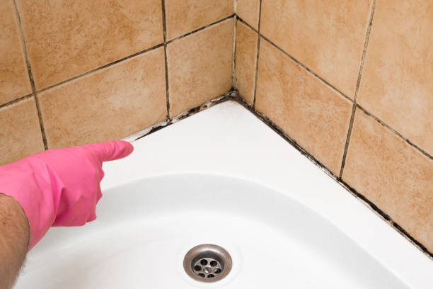 Best Professional Mold Removal  in Pearl Beach, MI